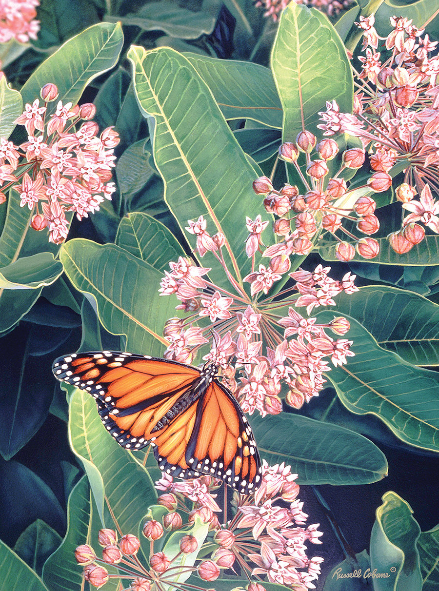 Monarch on Milkweed 1000 Piece Puzzle